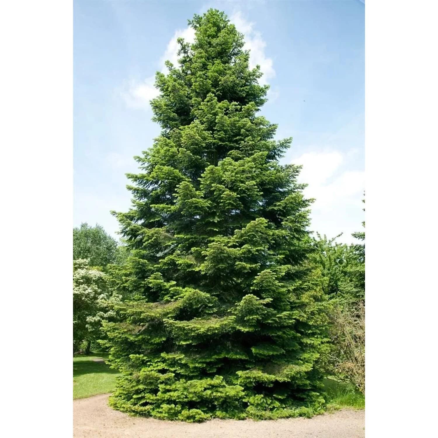 Abies Grandis Küstentanne 40–60 cm