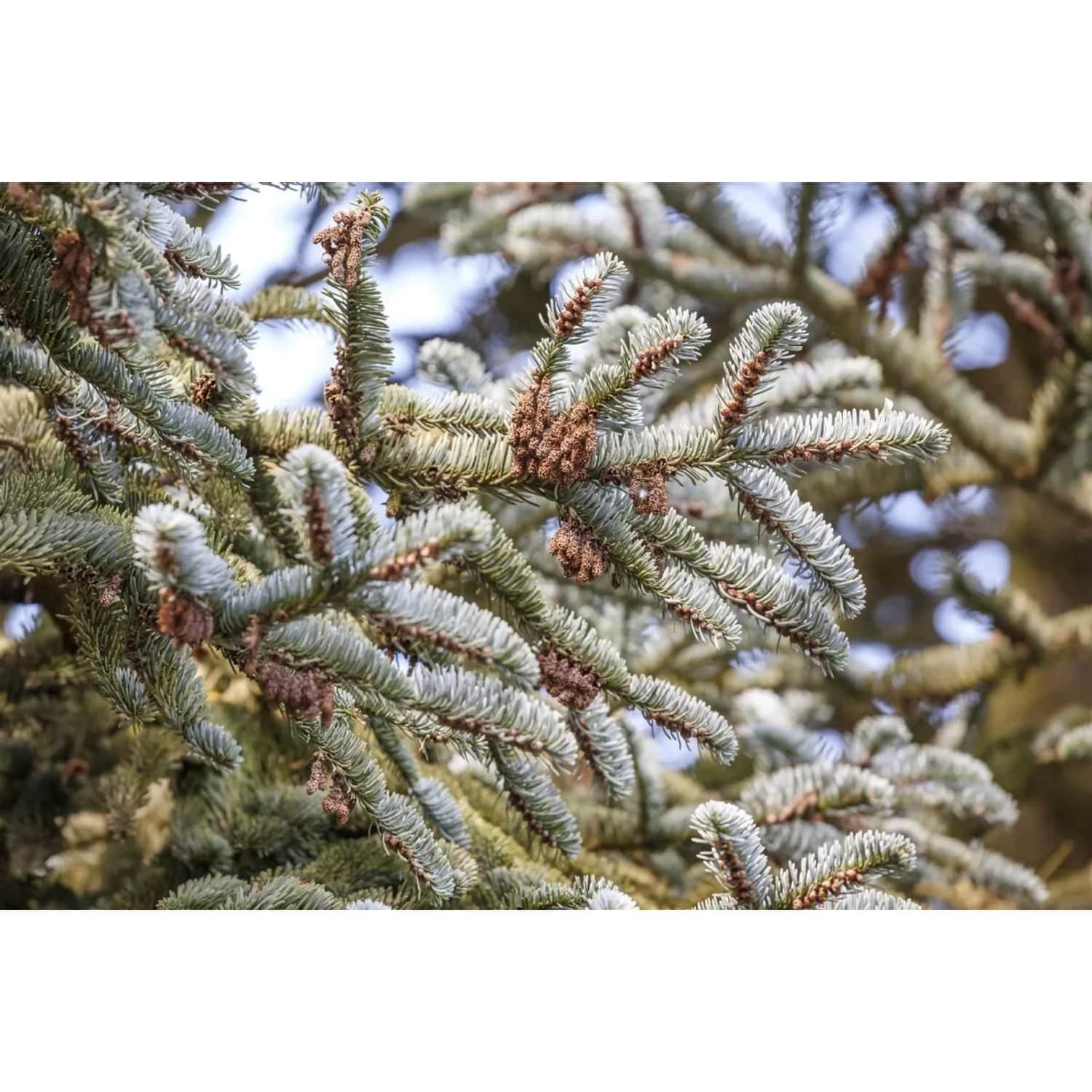 Abies Koreana Koreanische Tanne 125–150 cm