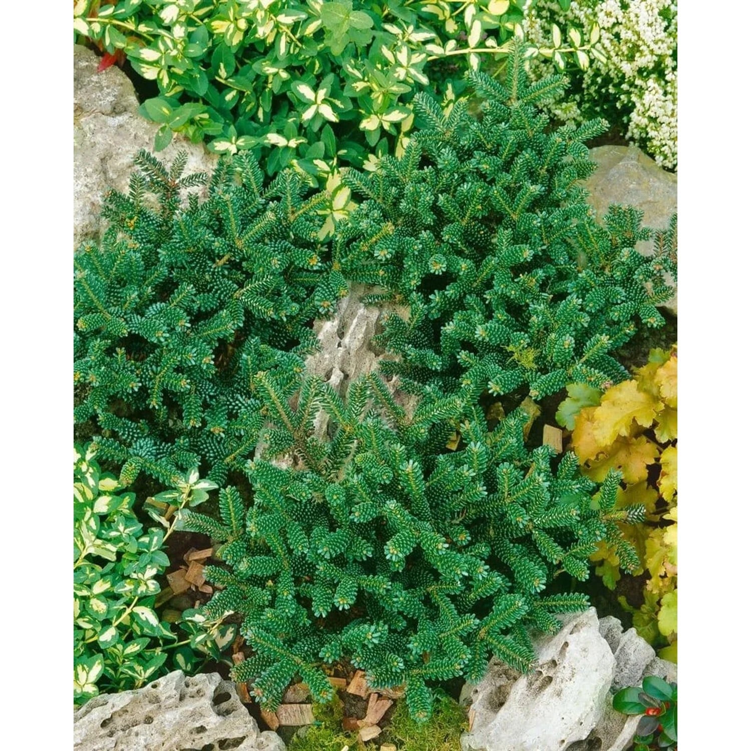 Abies Koreana Oberon Koreanische Tanne Kompakt 20–30 cm