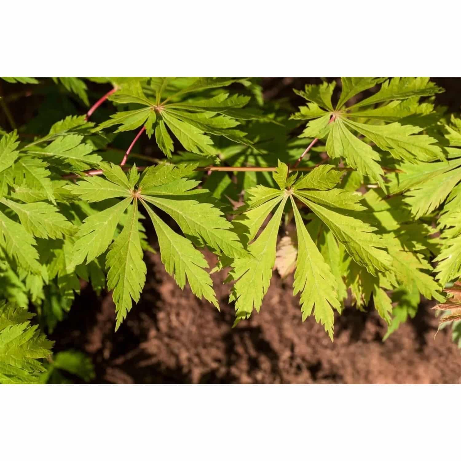 Acer Japonicum Aconitifolium Japanischer Ahorn 80–100 cm