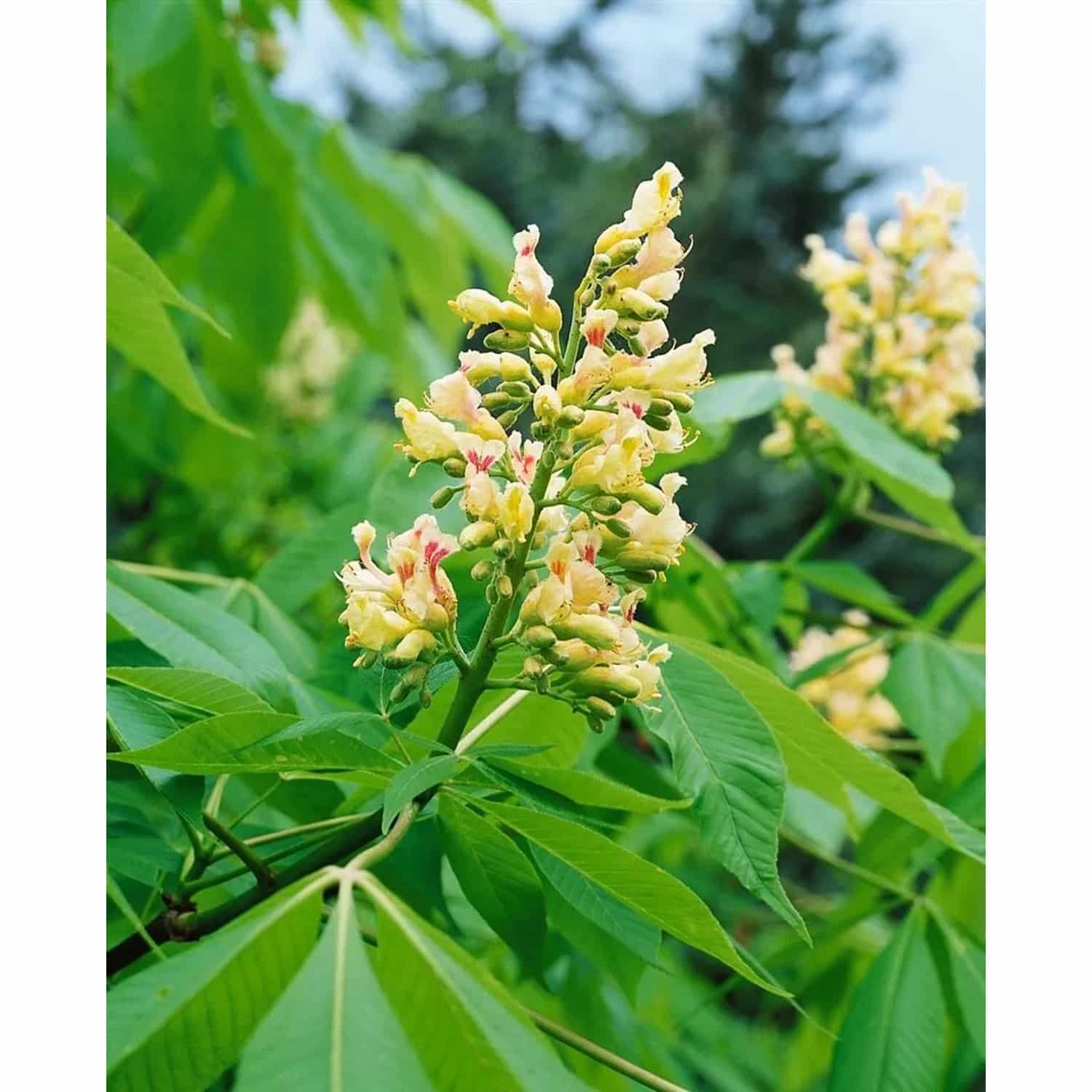 Aesculus Flava Vestita Gelbe Rosskastanie 150–175 cm