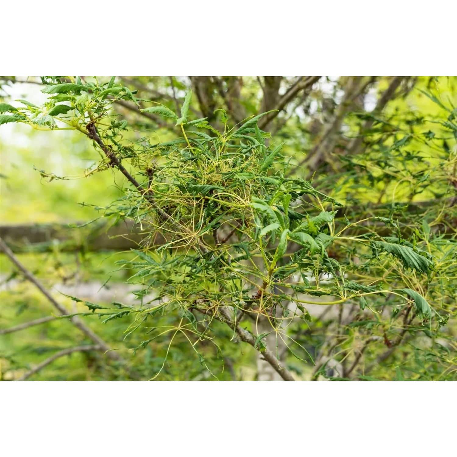 Aesculus Hippocastanum Laciniata Rosskastanie 30–40 cm Gefiedert