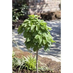 Aesculus Hippocastanum Monstrosa Rosskastanie 100 cm Stammhöhe