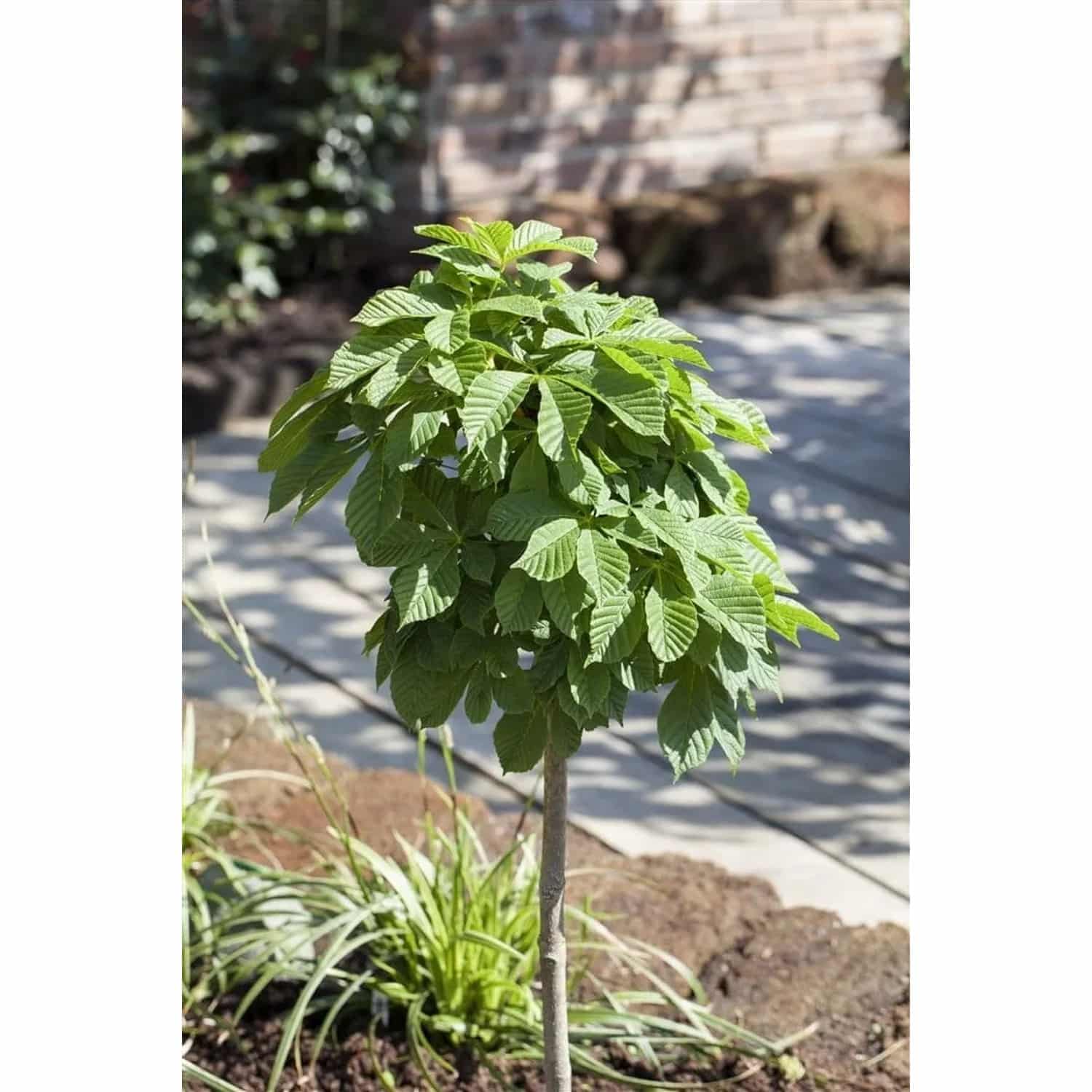 Aesculus Hippocastanum Monstrosa Rosskastanie 30 cm Stammhöhe