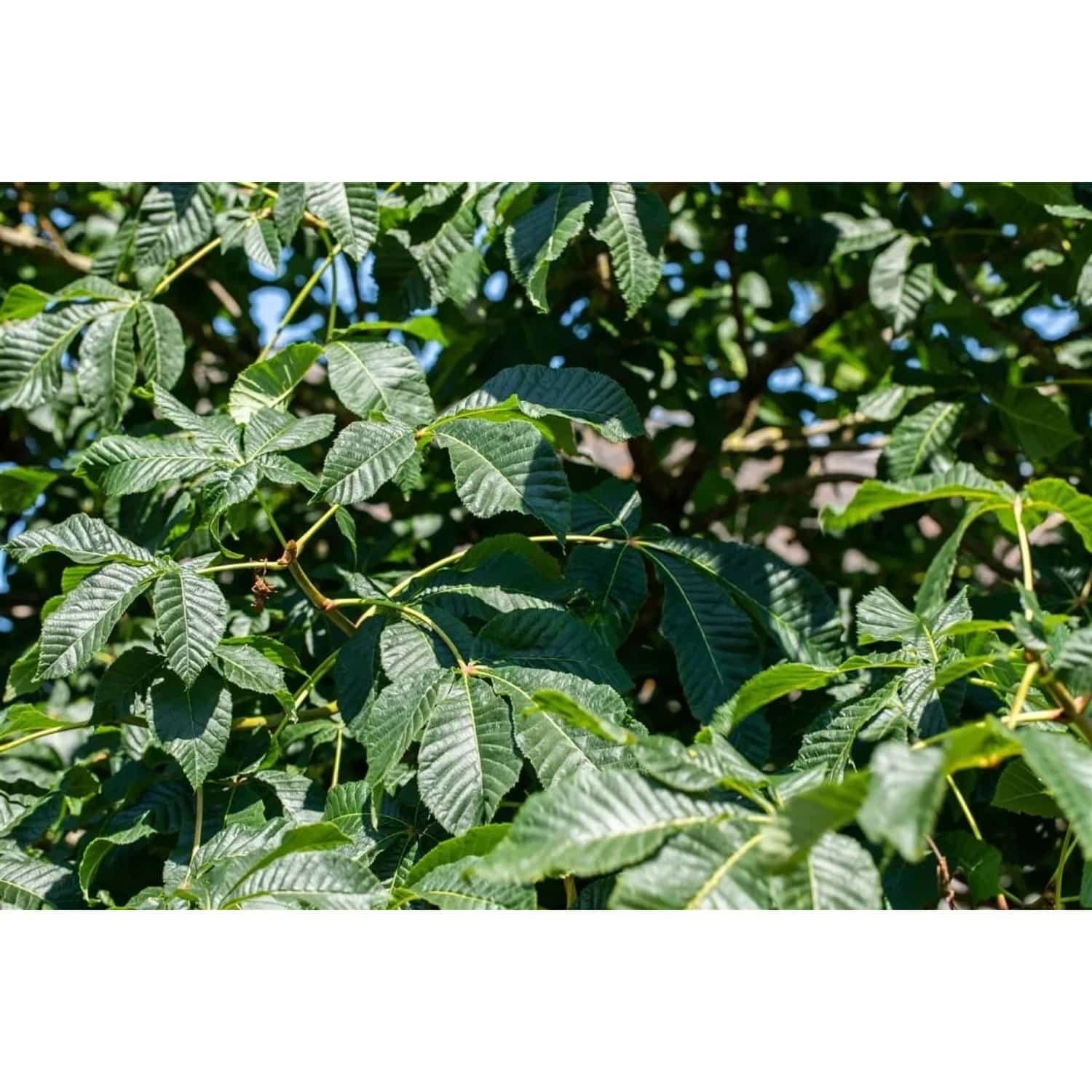 Aesculus Parviflora Strauchkastanie 40–60 cm