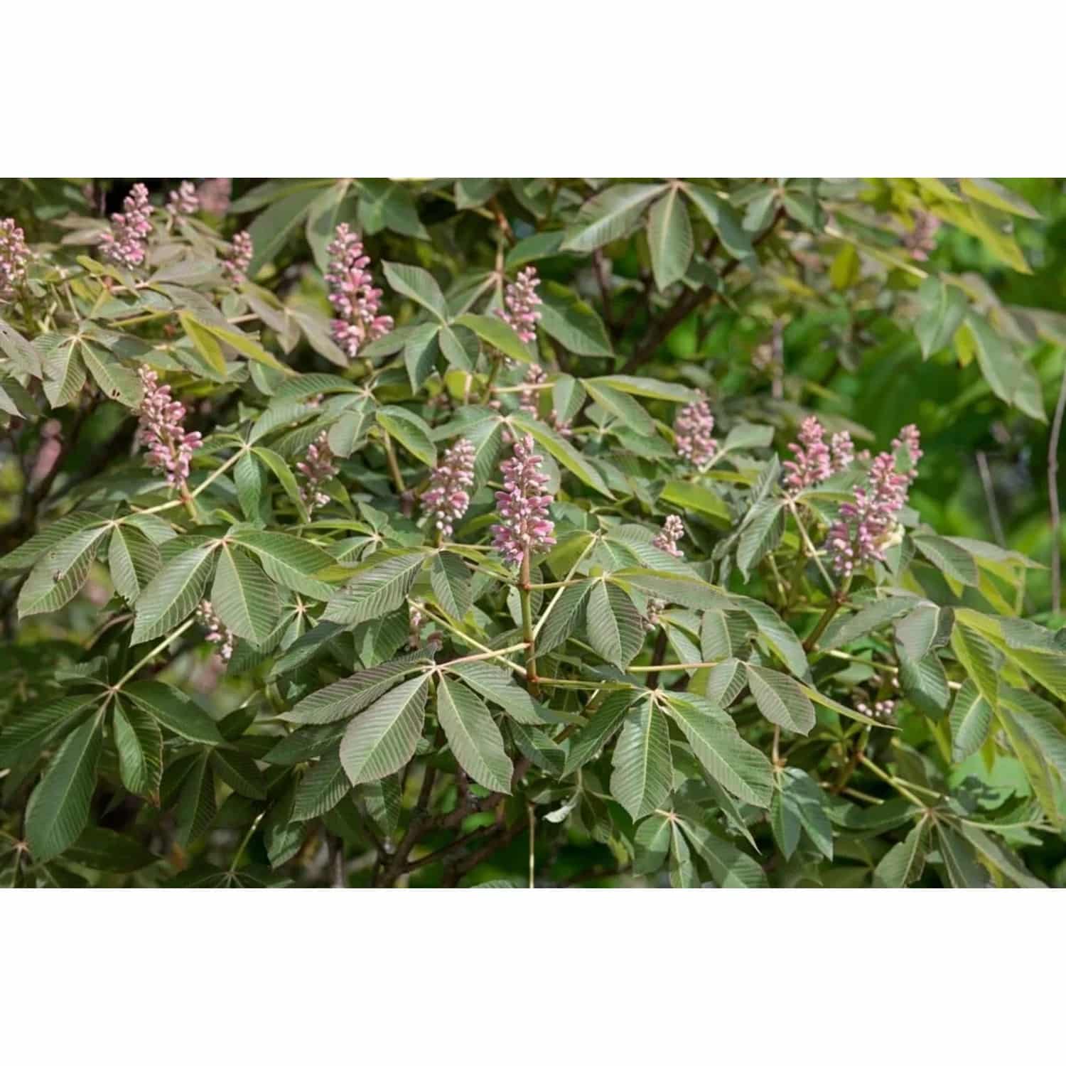 Aesculus Pavia Rosea Nana Zwerg-Rotkastanie Rosa Blüten 60 cm Stammhöhe