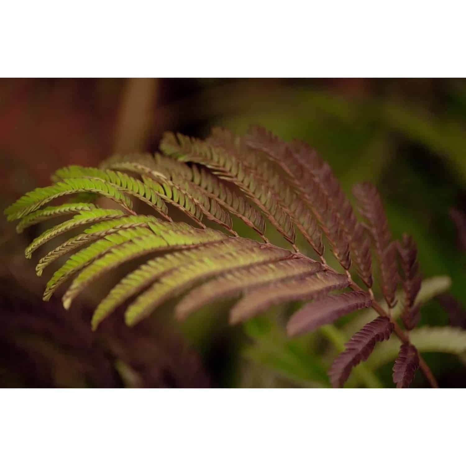Albizia Julibrissin Summer Chocolate Seidenbaum Dunkelrot 60–80 cm