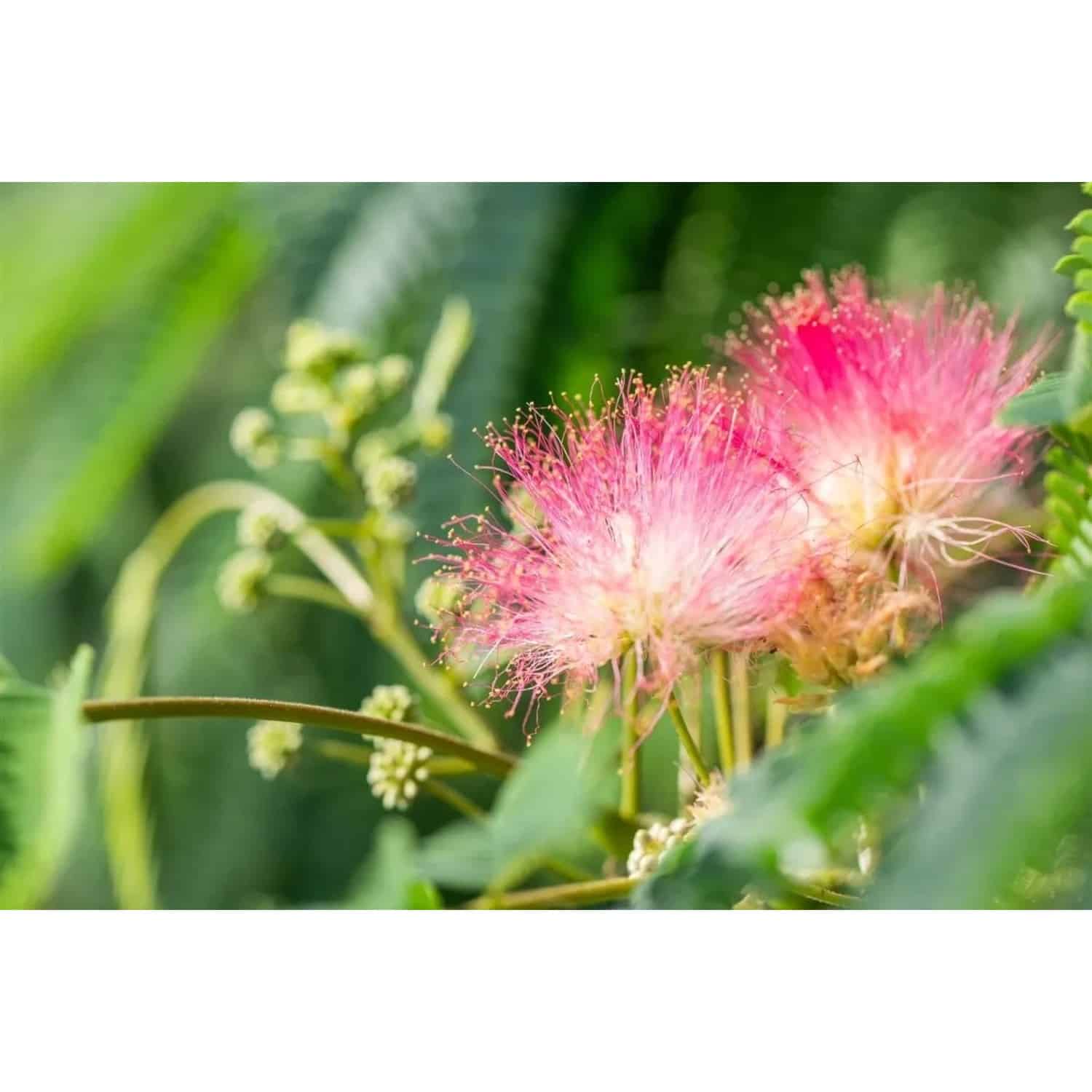 Albizia Julibrissin Tropical Dream Seidenbaum 60–80 cm