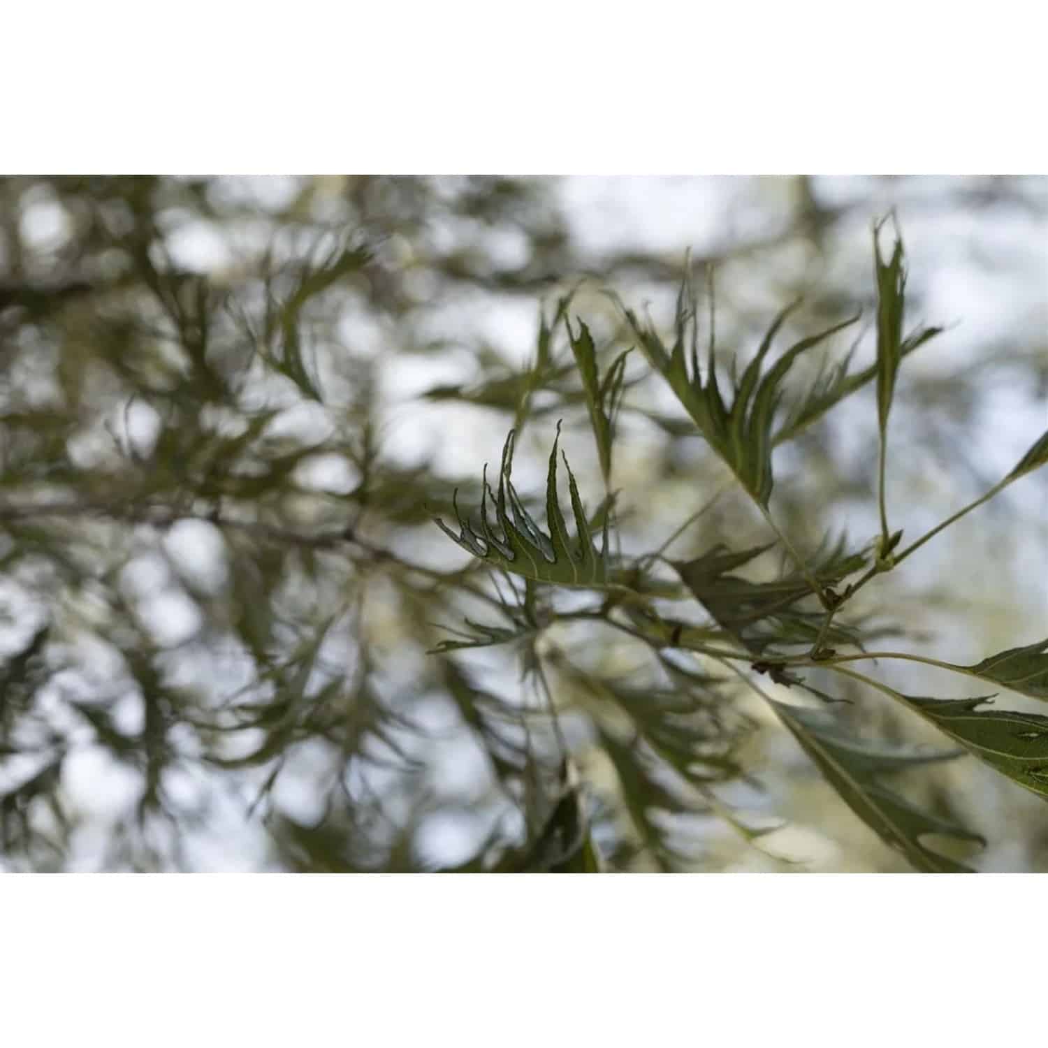 Alnus Glutinosa Imperialis Schwarzerle 180 cm Stammhöhe