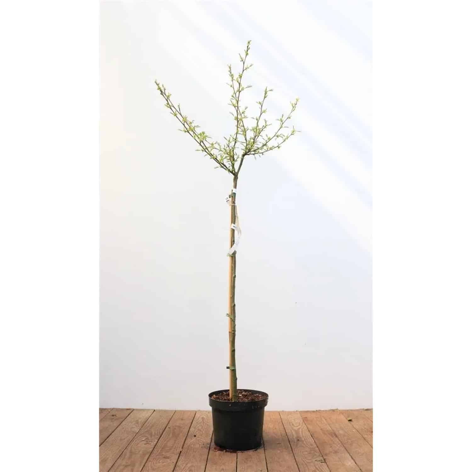 Alnus Glutinosa Imperialis Schwarzerle 80 cm Stammhöhe