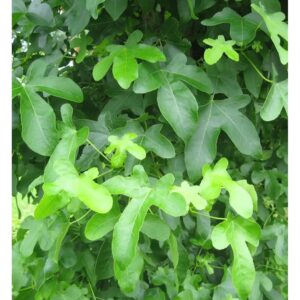 Amberbaum Rotundliloba 60-80cm - Liquidambar styraciflua