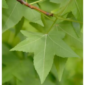Amerikanischer Amberbaum 60-80cm - Liquidambar styraciflua