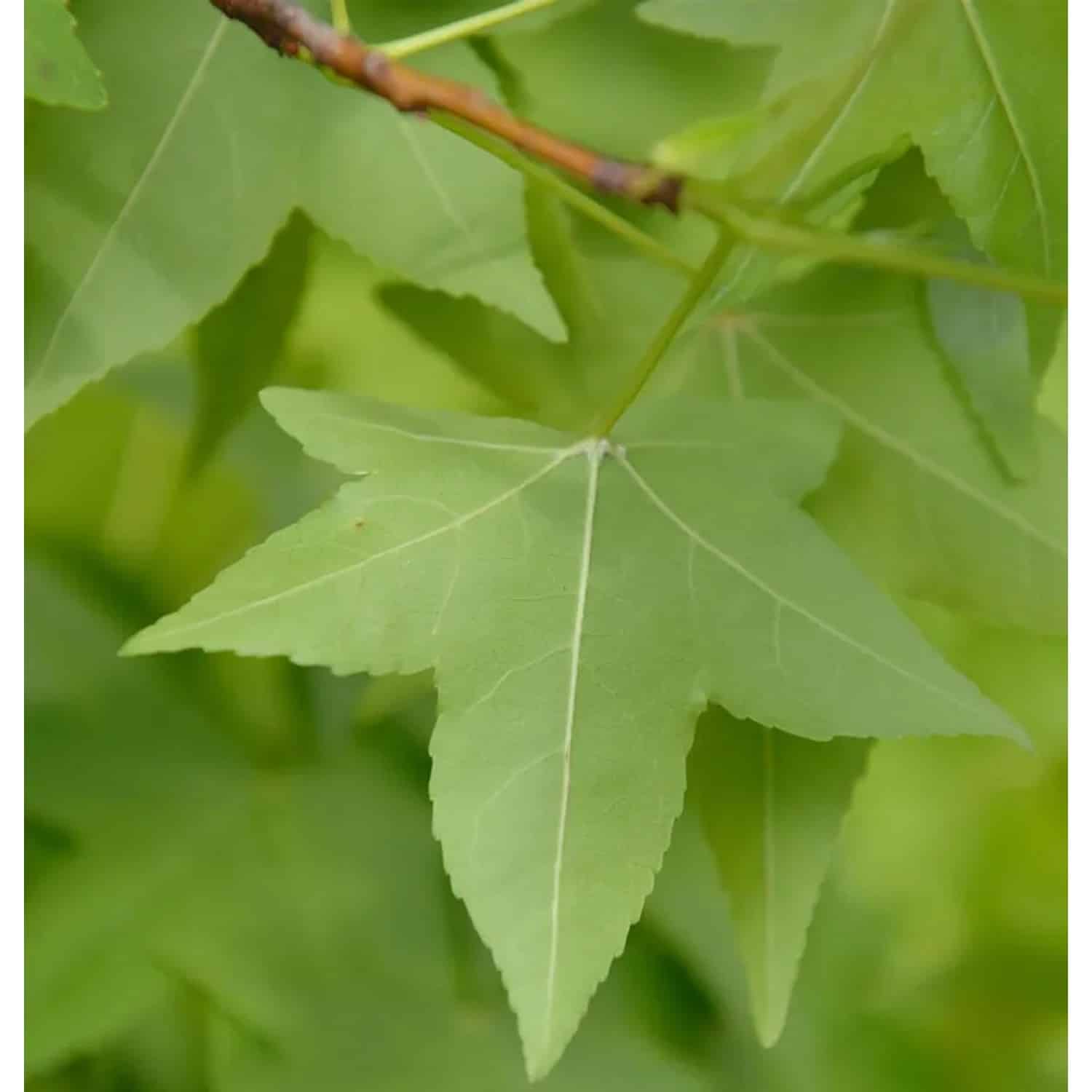Amerikanischer Amberbaum 60-80cm - Liquidambar styraciflua