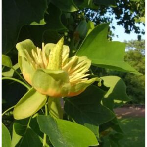 Amerikanischer Tulpenbaum 80-100cm - Liriodendron tulipifera