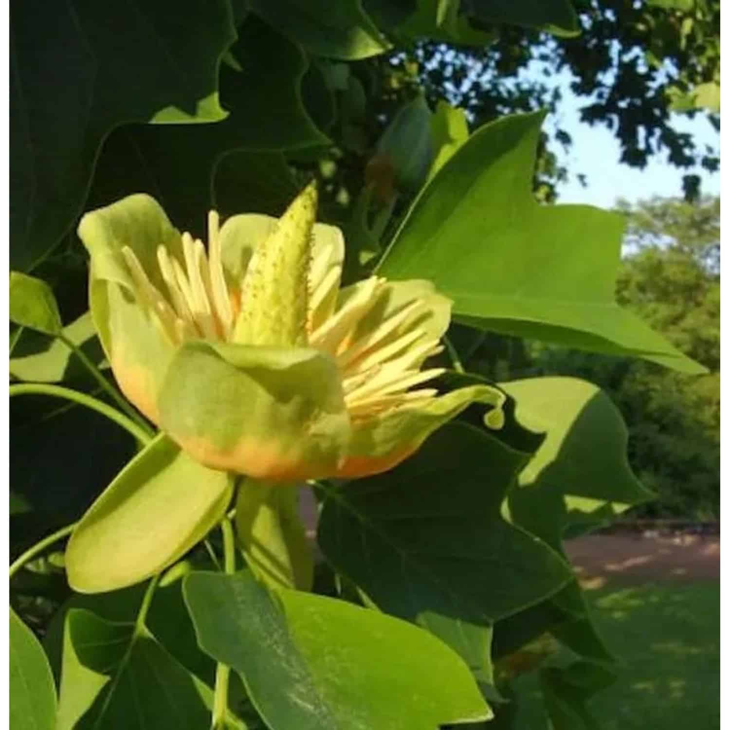 Amerikanischer Tulpenbaum 80-100cm - Liriodendron tulipifera