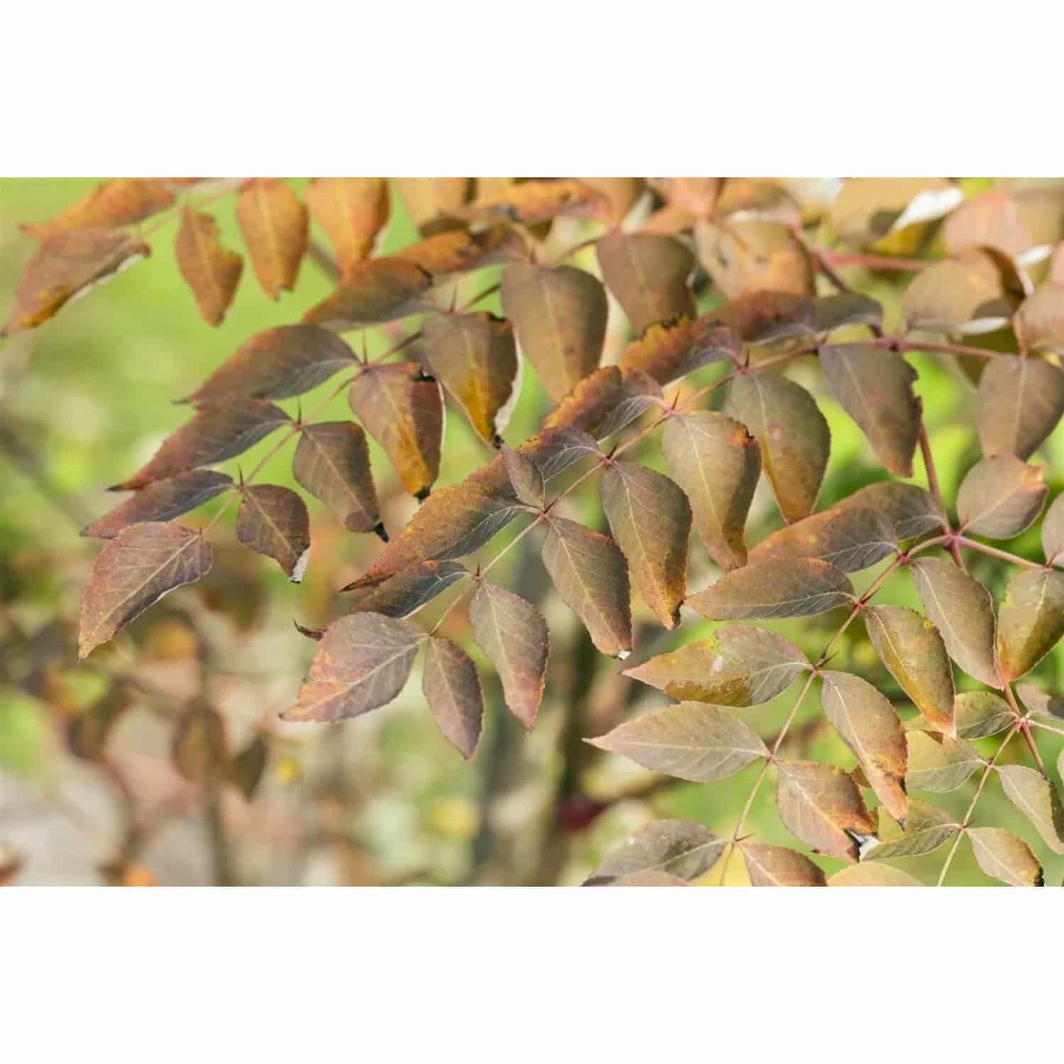 Aralia Elata Japanischer Angelikabaum 125–150 cm