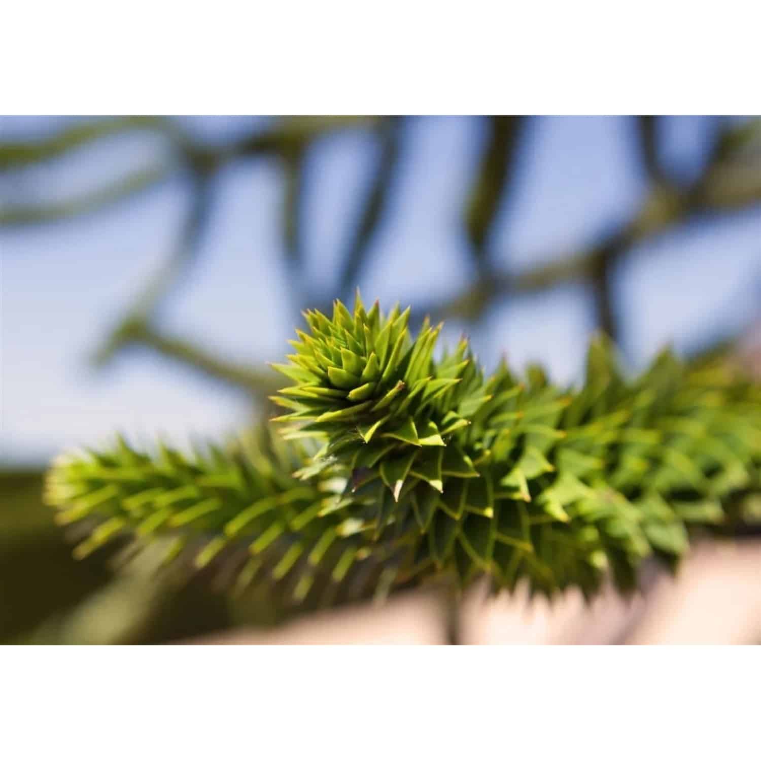Araucaria Araucana Andentanne 25–30 cm