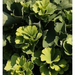 Ballförmiger Ginkgobaum Globus 30-40cm - Ginkgo biloba