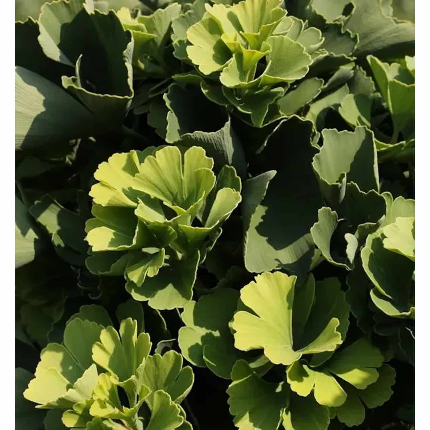 Ballförmiger Ginkgobaum Globus 30-40cm - Ginkgo biloba
