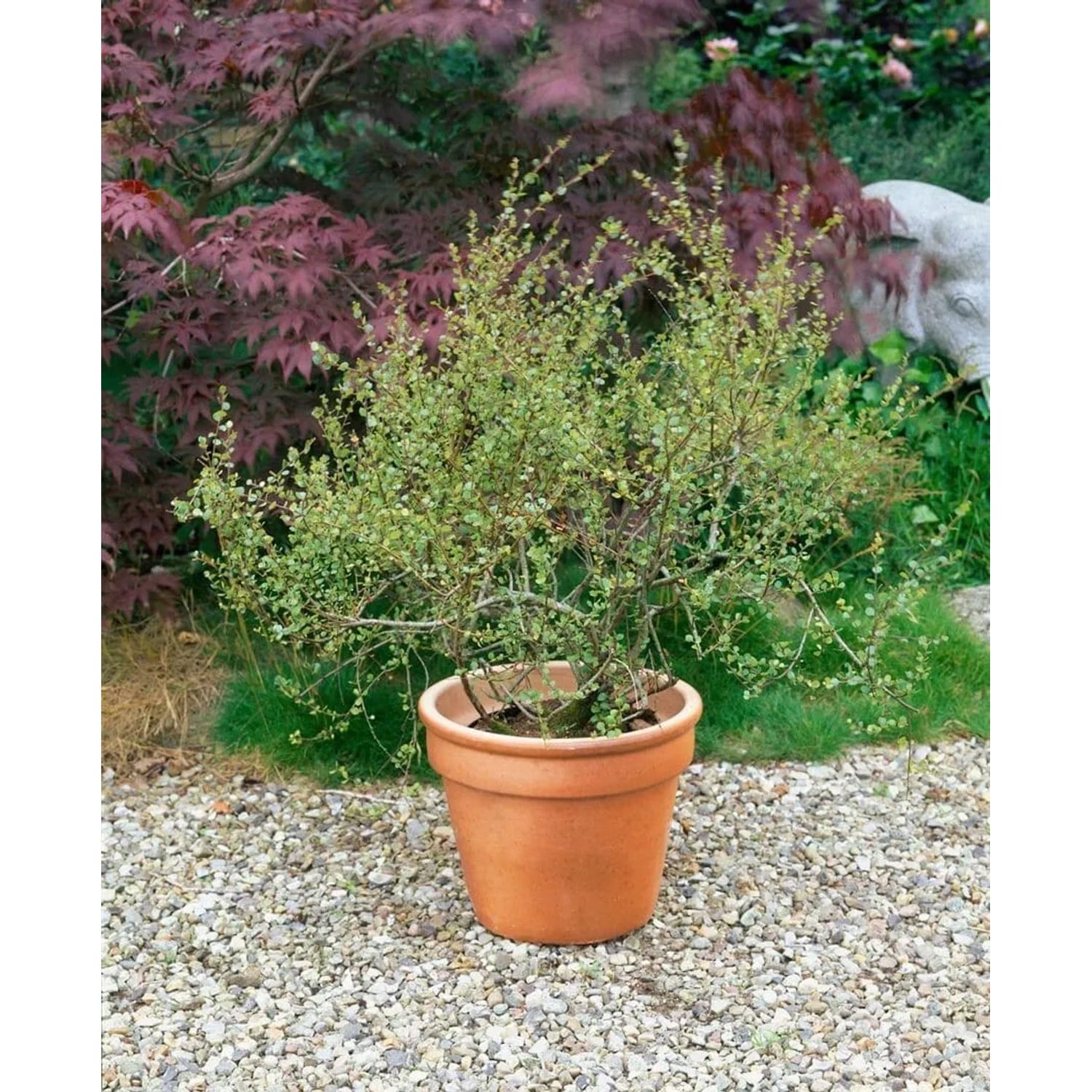 Betula Nana Zwergbirke 30–40 cm Kompakt Und Winterhart