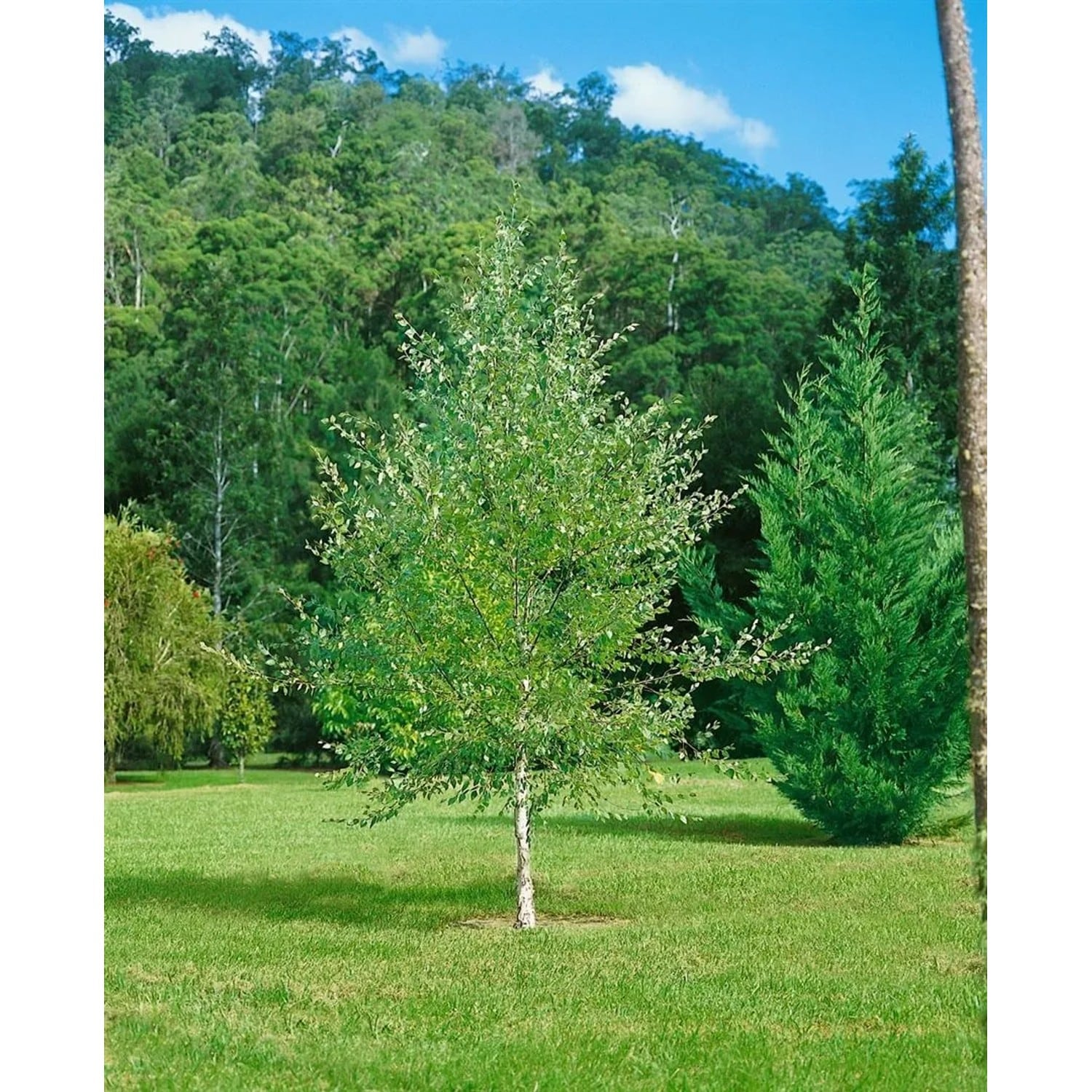 Betula Nigra Schwarze Birke 100–125 cm