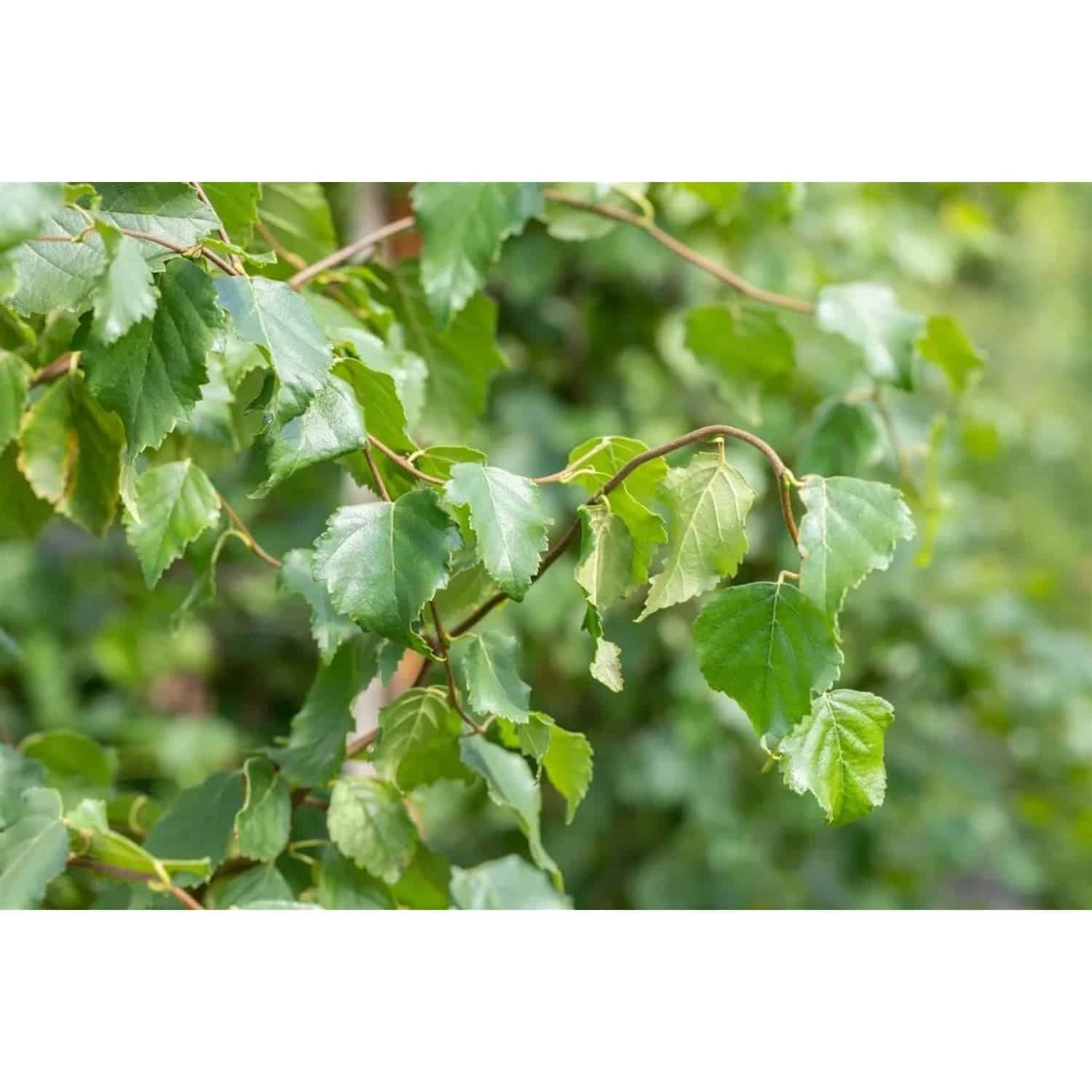 Betula Pendula Fastigiata Hängebirke Säulenförmig 150–200 cm
