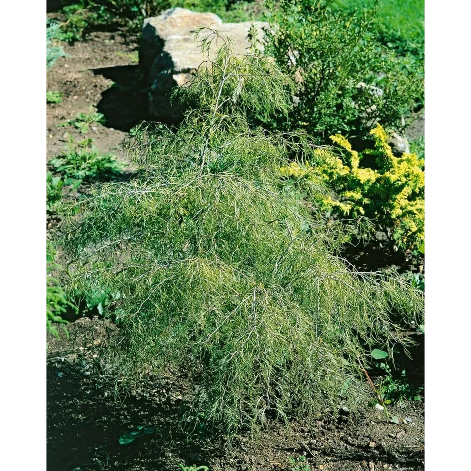 Betula Pendula Karaca Hängebirke 40–60 cm