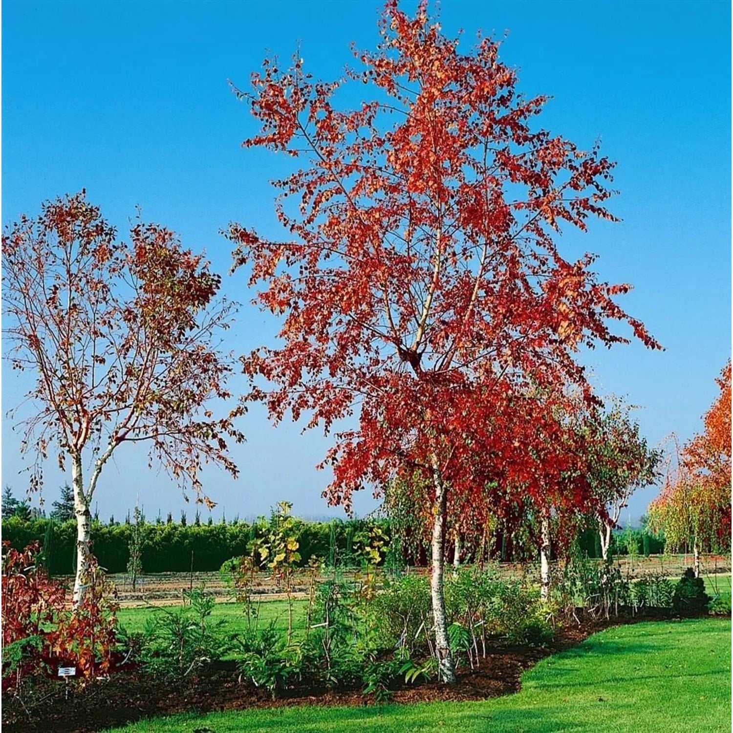 Betula Pendula Royal Frost Hängebirke Rotbraune Blätter 100–125 cm
