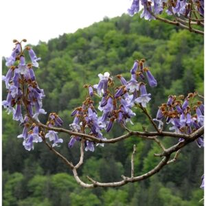 Blauglockenbaum Fast Blue 100-125cm - Paulownia fortunei