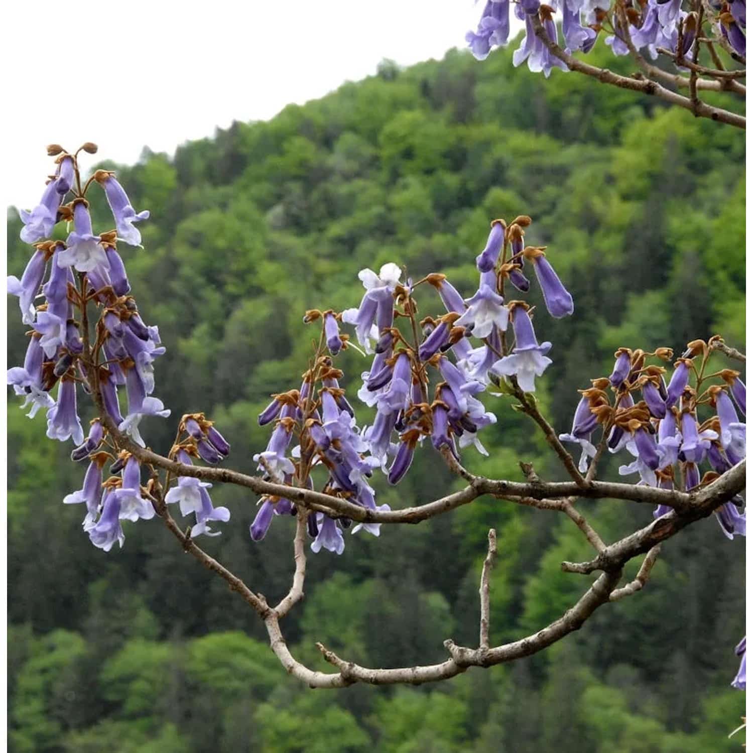 Blauglockenbaum Fast Blue 100-125cm - Paulownia fortunei