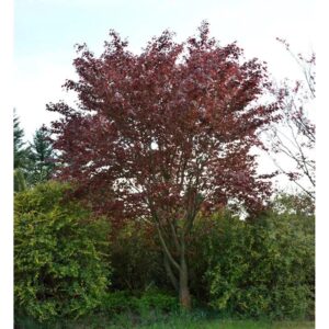 Blutbuche Swat Magret 60-80cm - Fagus sylvatica