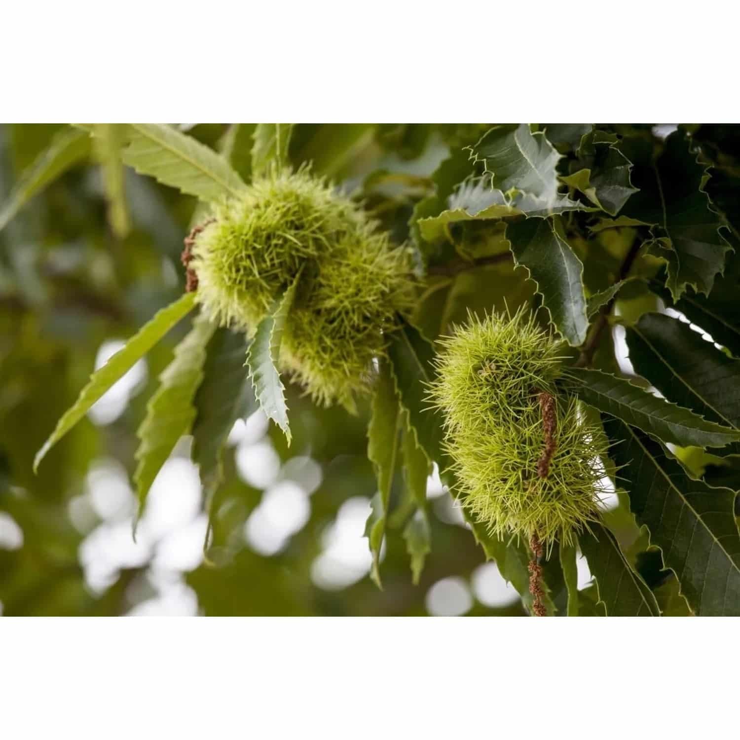 Castanea Sativa Esskastanie 80–100 cm