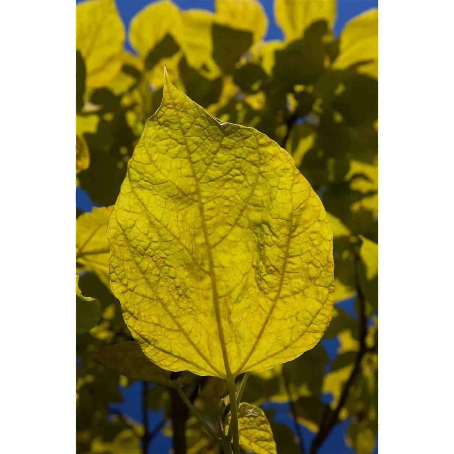 Catalpa Bignonioides Aurea Trompetenbaum Goldgelb 125 cm Stammhöhe
