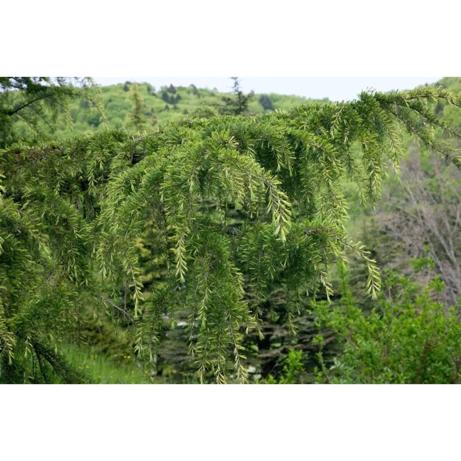 Cedrus Libani Libanon-Zeder 60–80 cm