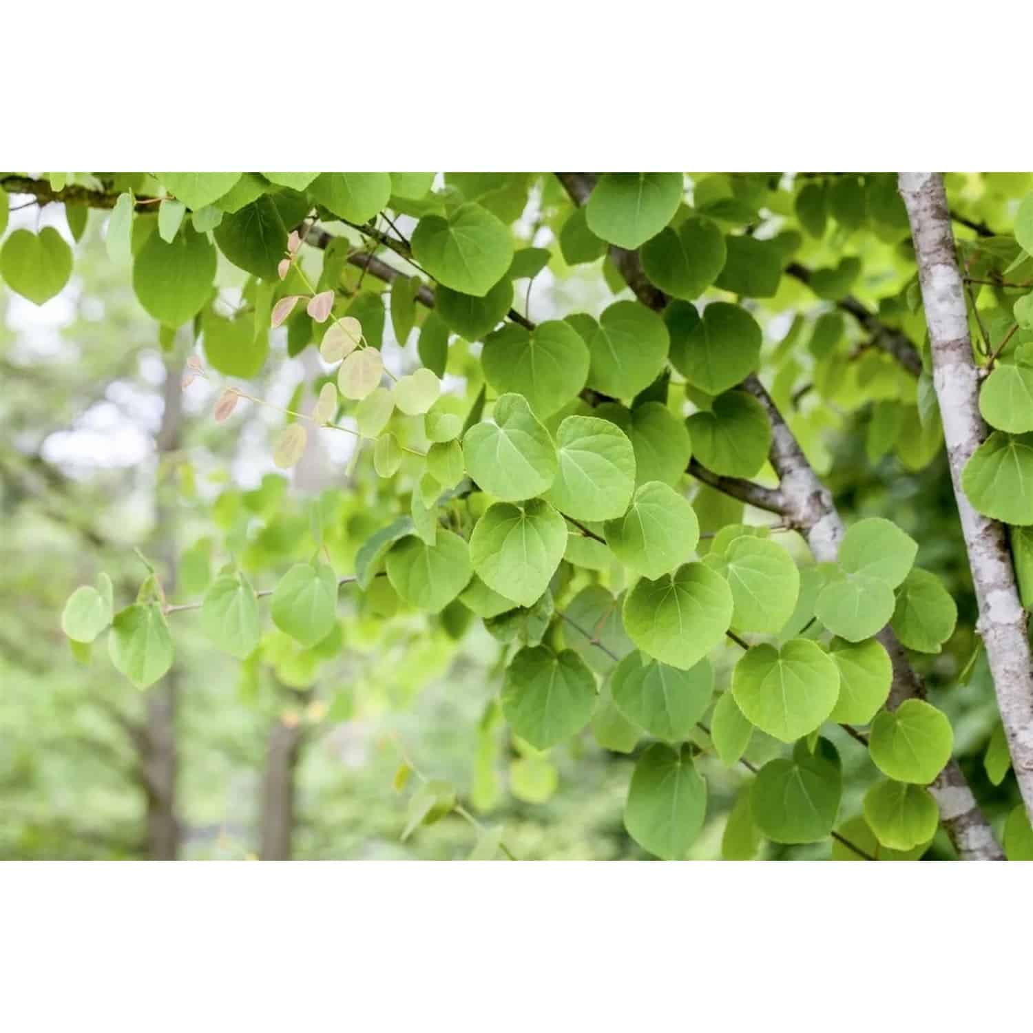 Cercidiphyllum Japonicum Katsurabaum 150–175 cm Herbstlich Duftend