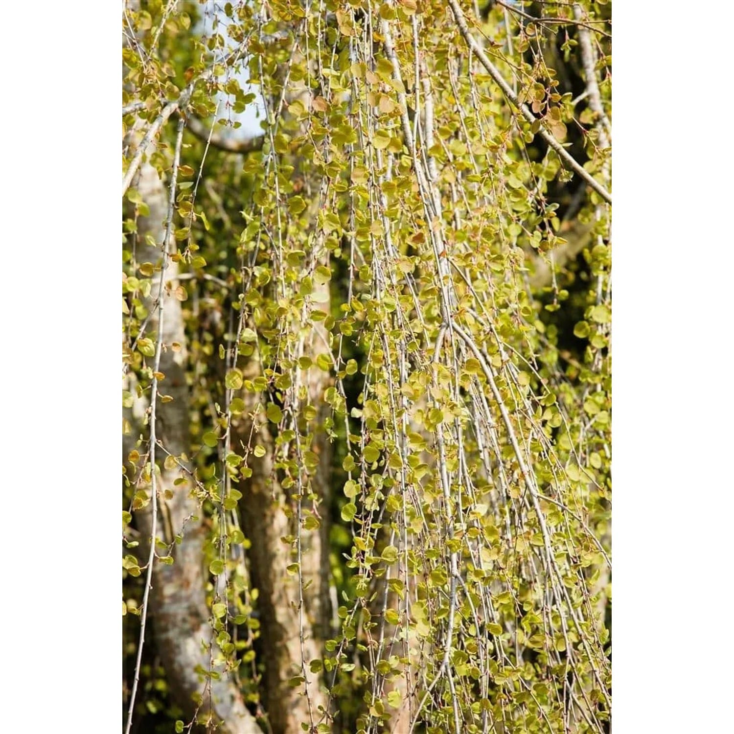 Cercidiphyllum Japonicum Pendulum Katsurabaum Hängend 125–150 cm
