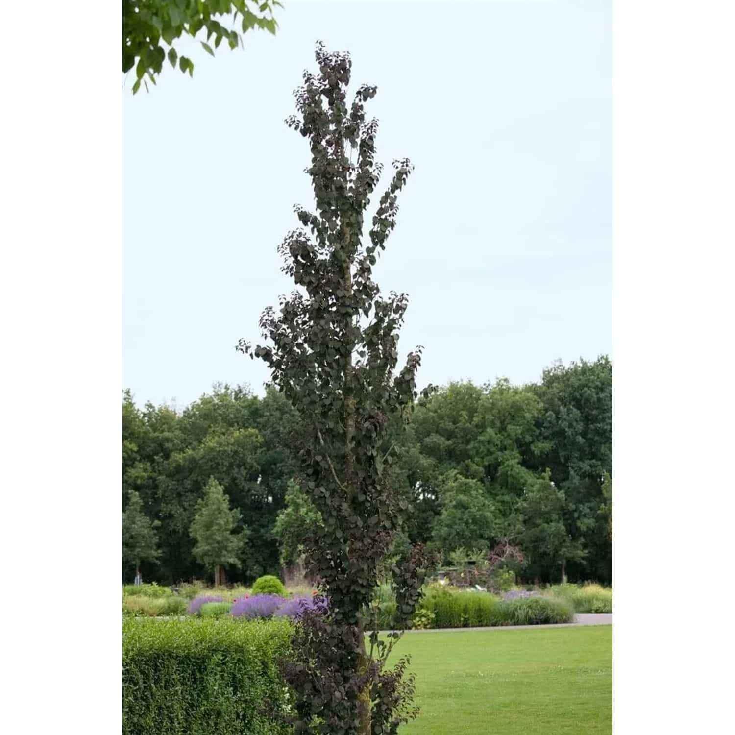 Cercidiphyllum Japonicum Rotfuchs Katsurabaum Rotlaubig 80–100 cm
