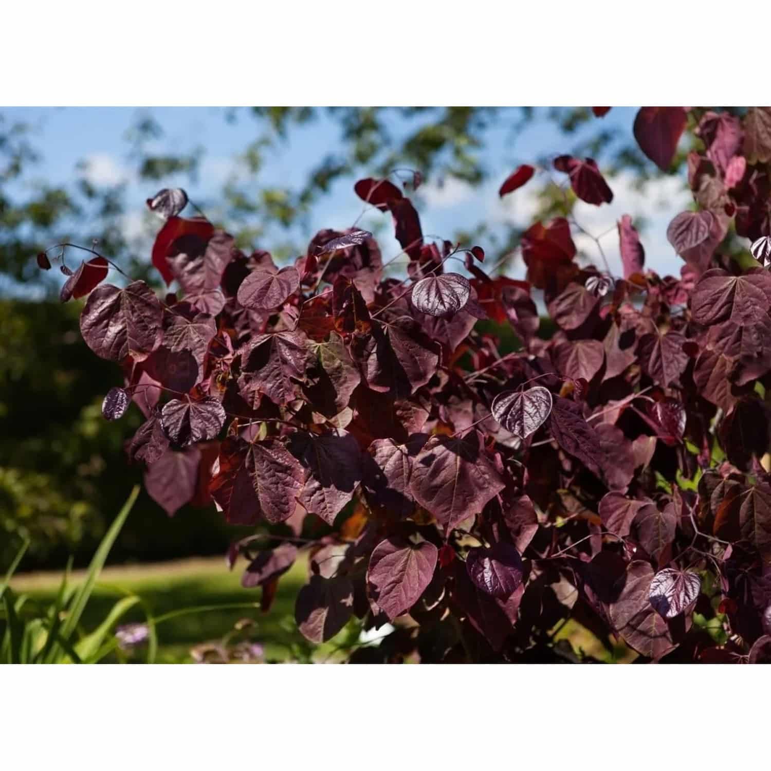 Cercis Canadensis Merlot Judasbaum Dunkelrot 40–60 cm