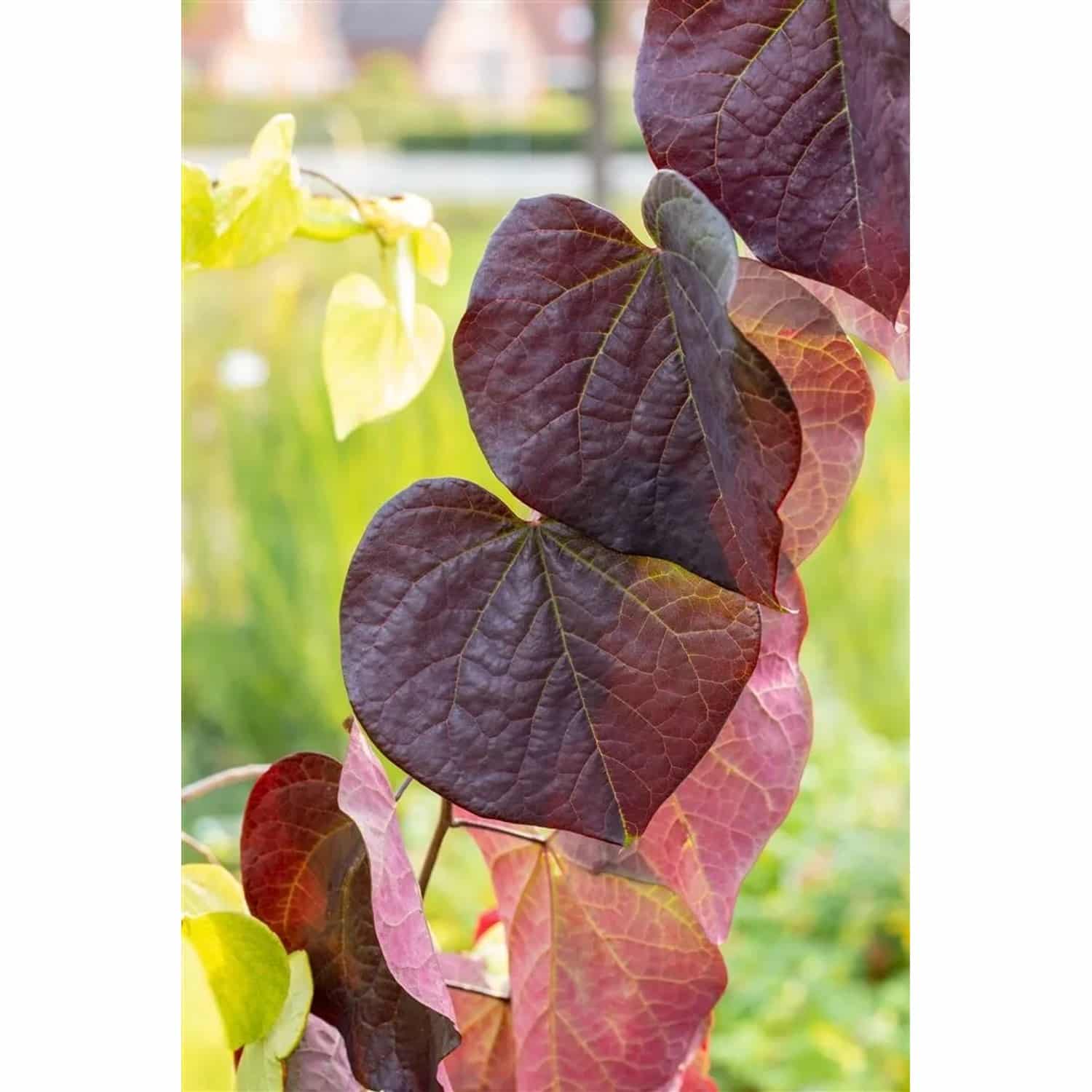 Cercis Canadensis Red Force Judasbaum Rot 80–100 cm