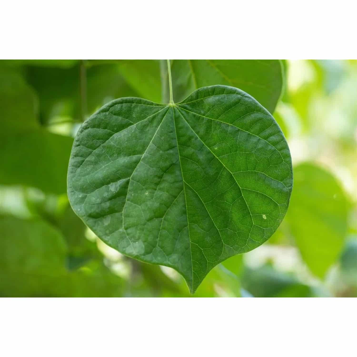 Cercis Canadensis Vanilla Twist Judasbaum Weiß 125–150 cm
