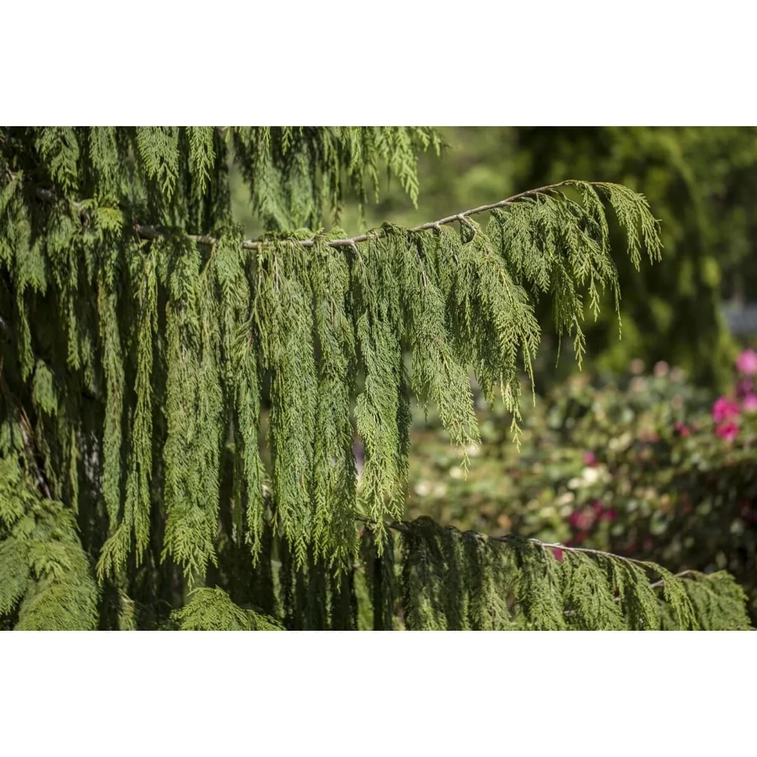 Chamaecyparis Nootkatensis Pendula Nootka-Scheinzypresse 80–100 cm