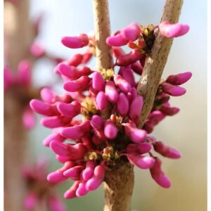 Chinesischer Judasbaum Avondale 125-150cm - Cercis chinensis