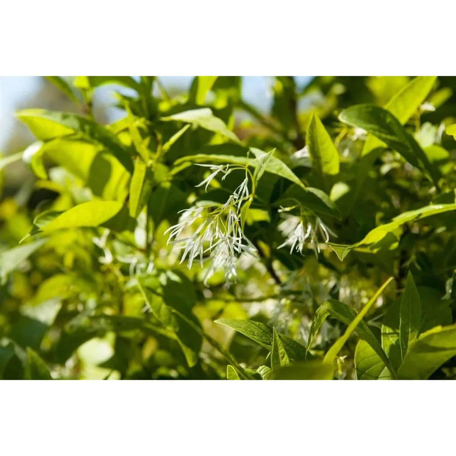 Chionanthus Virginicus Amerikanischer Schneeflockenstrauch 175–200 cm