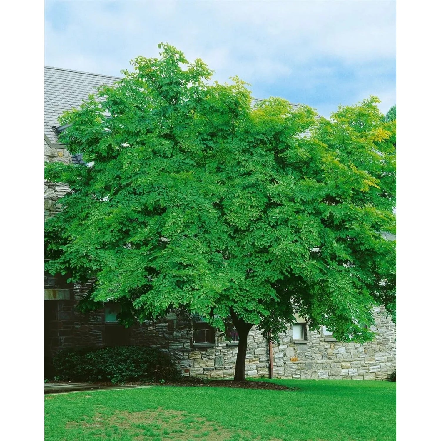 Cladrastis Lutea Gelbholz 150–175 cm