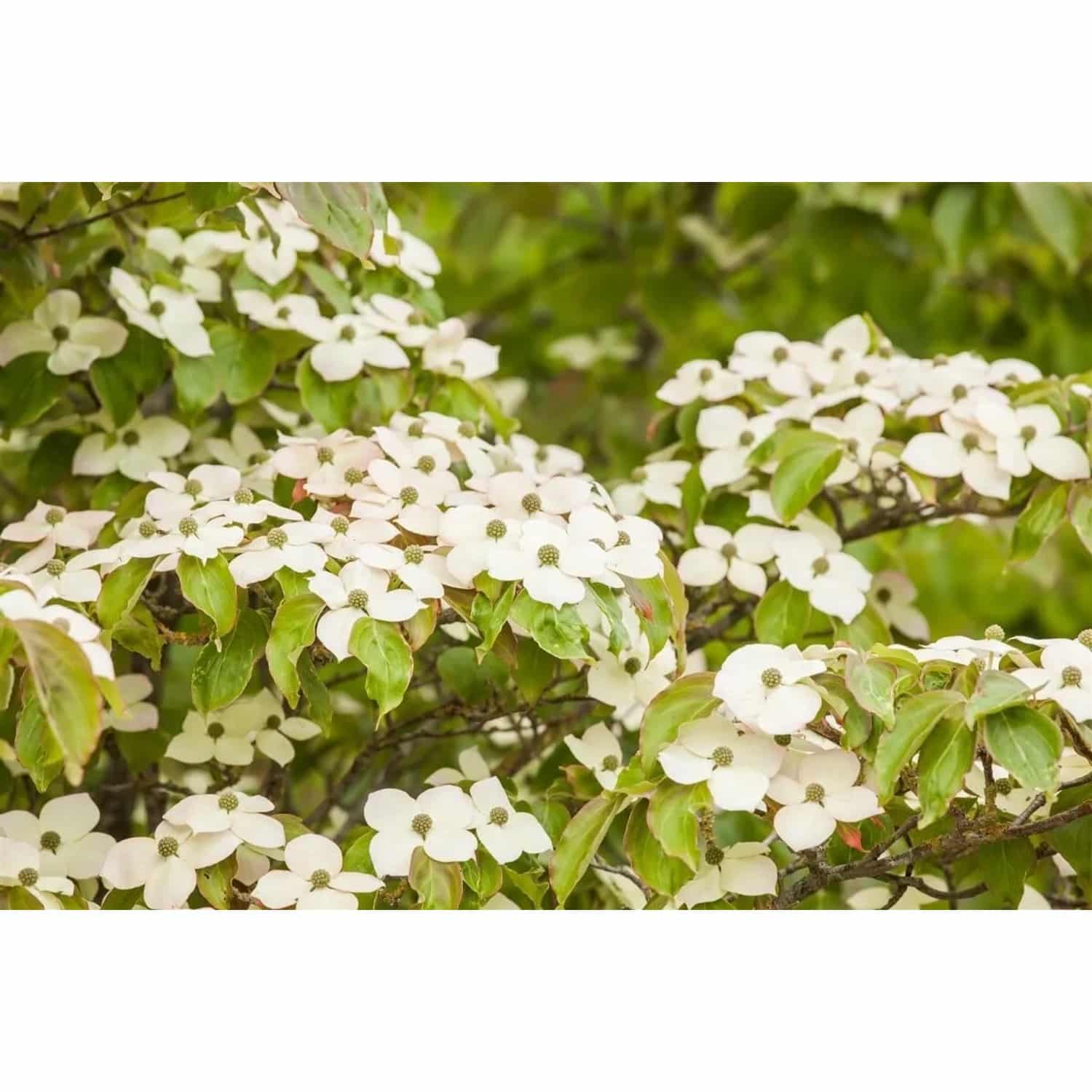 Cornus Kousa Bultincks Giant Flower Japanischer Hartriegel 80–100 cm