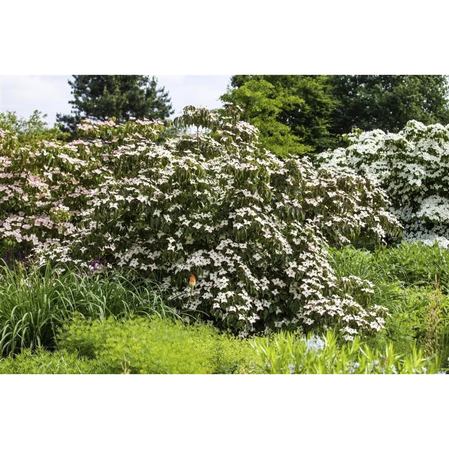 Cornus Kousa Cappucino Japanischer Blumen-Hartriegel 125–150 cm
