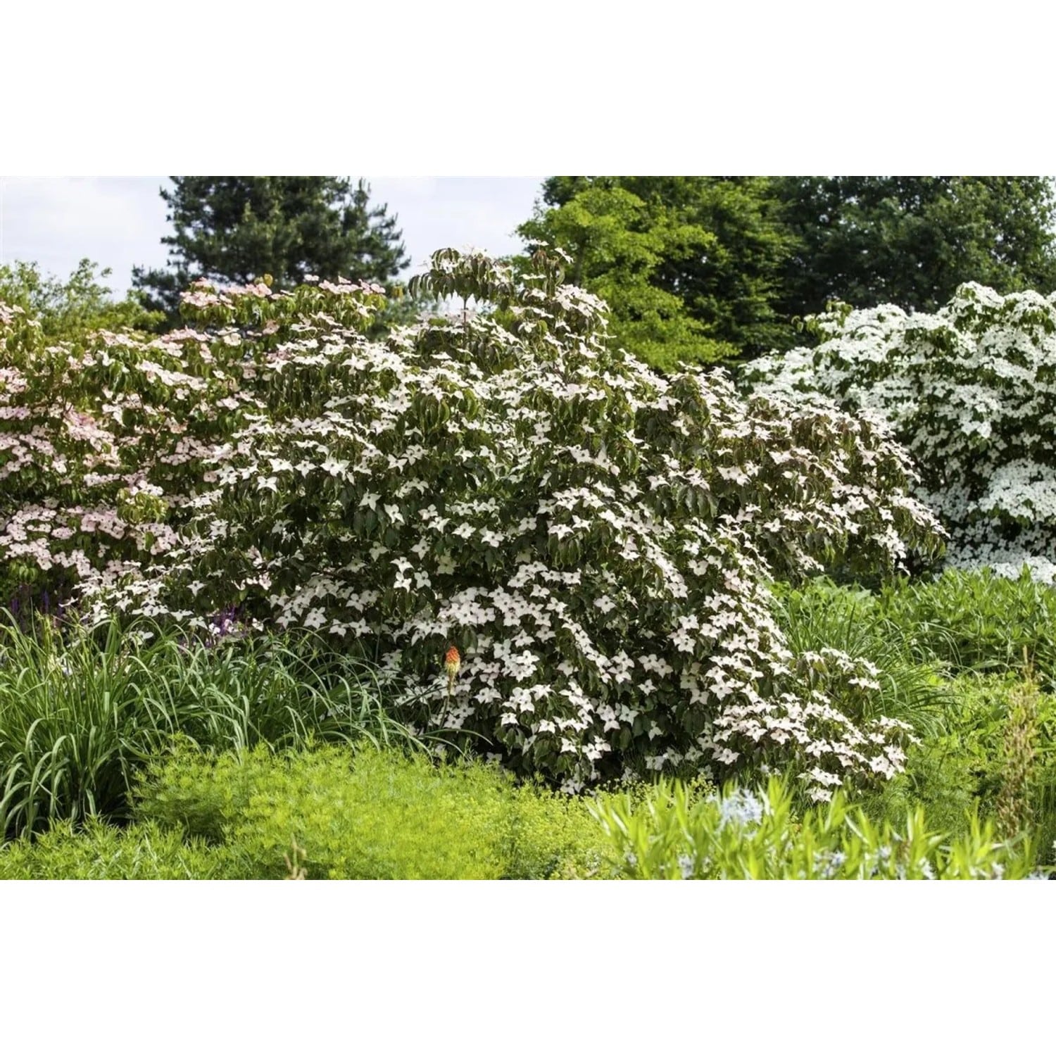 Cornus Kousa Cappucino Japanischer Blumen-Hartriegel 40–60 cm Cremeweiß