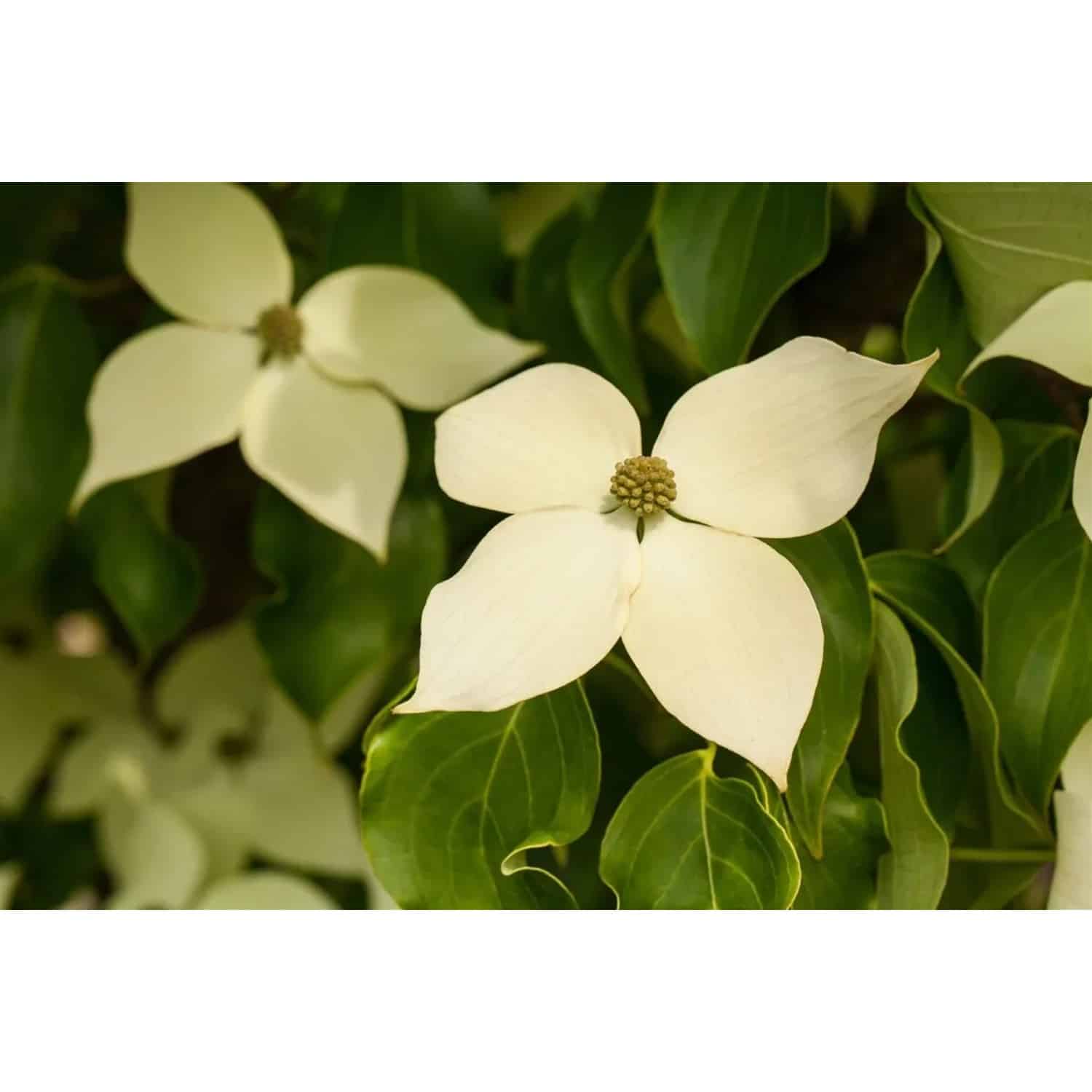 Cornus Kousa Chinensis Claudia Chinesischer Blumen-Hartriegel 125–150 cm