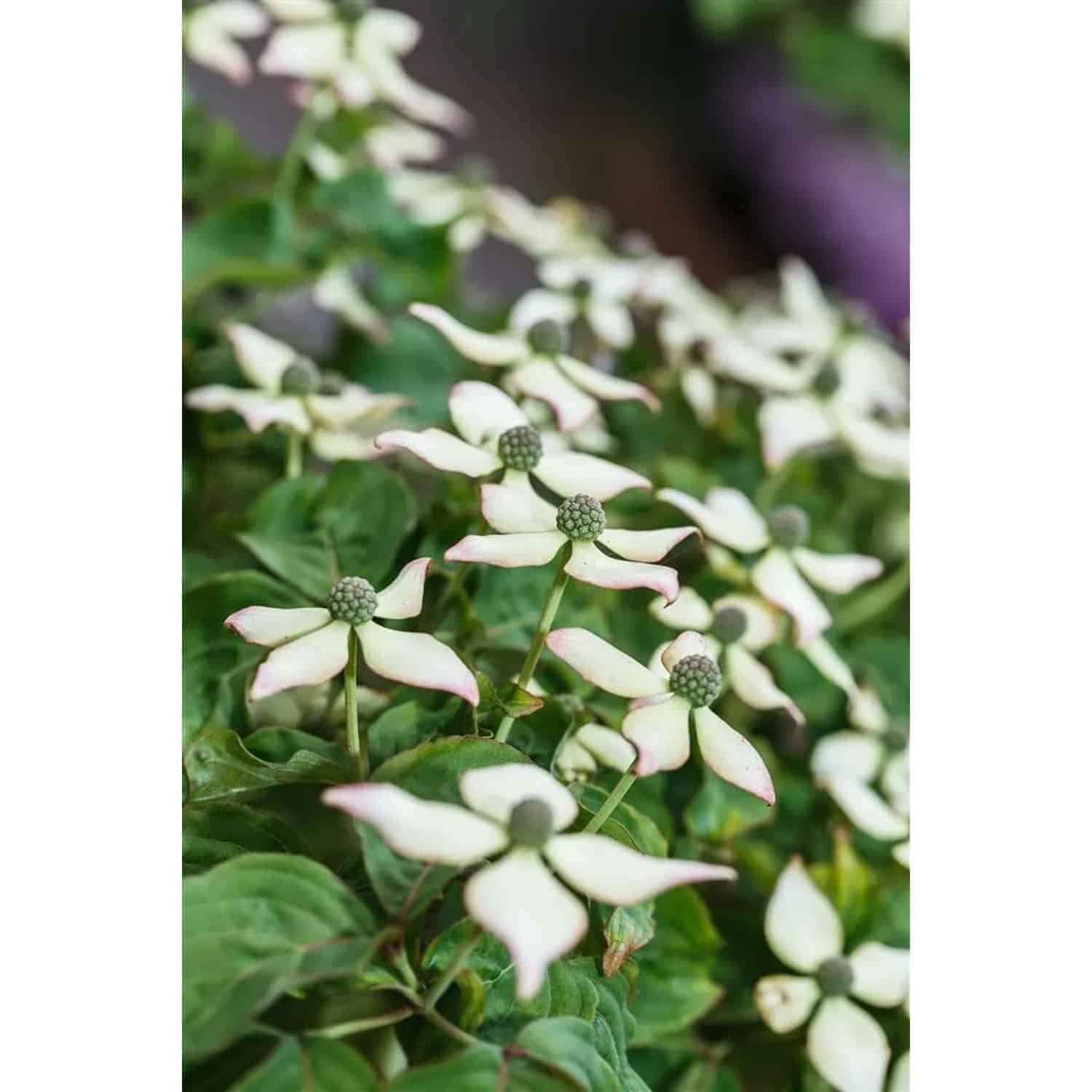 Cornus Kousa Chinensis Kea Chinesischer Blumen-Hartriegel 100–125 cm
