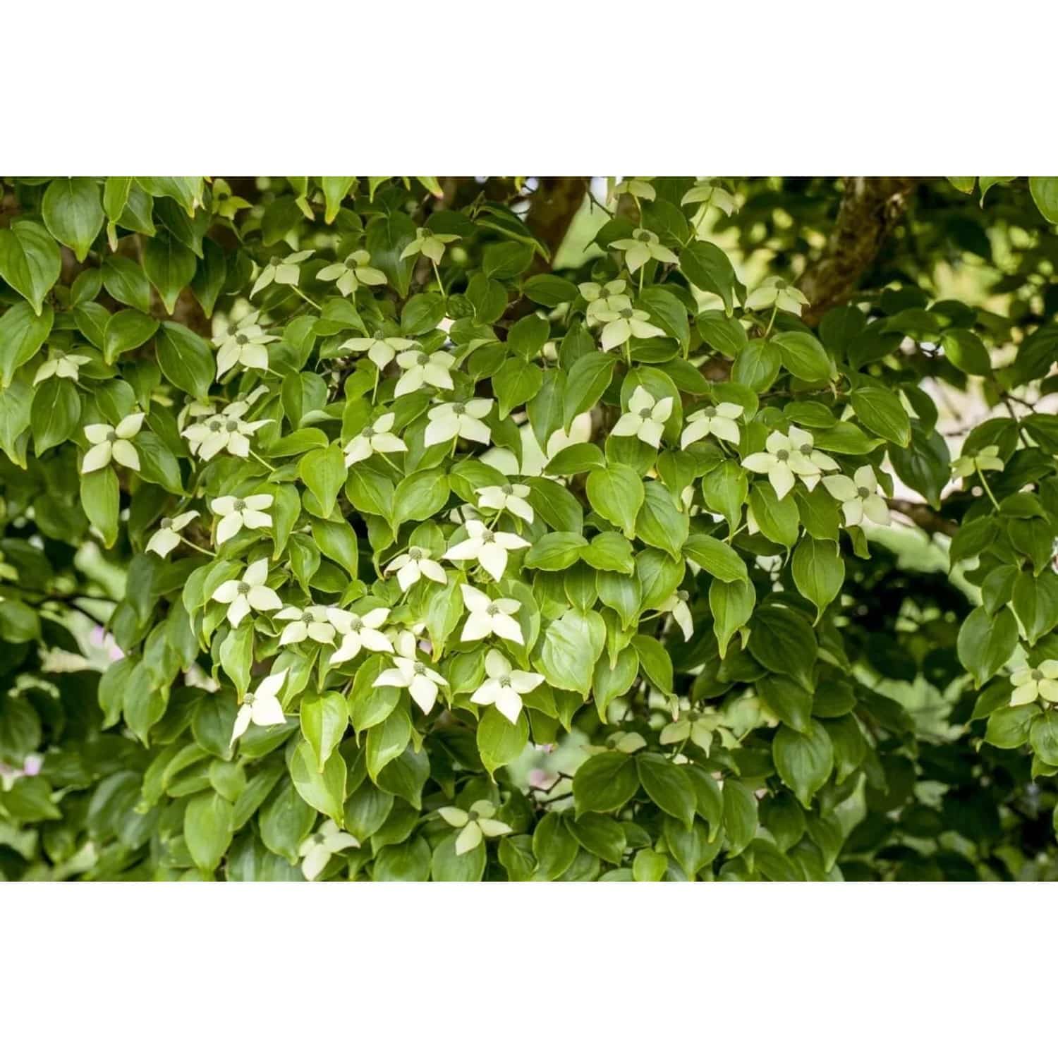 Cornus Kousa Chinensis Kreuzdame Chinesischer Blumen-Hartriegel 80–100 cm